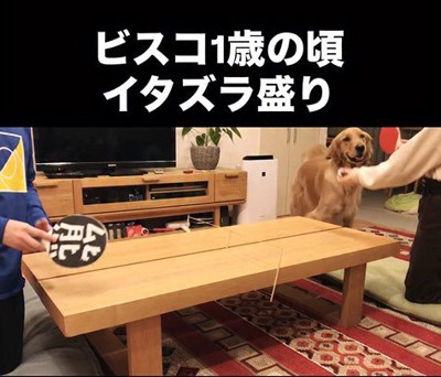 卓球をした時のビスコくん