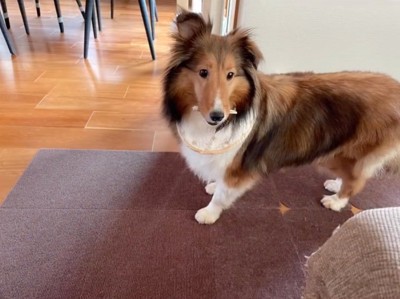 おやつを食べるシェルティ