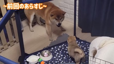 わらびちゃんに吠えるこむぎくん