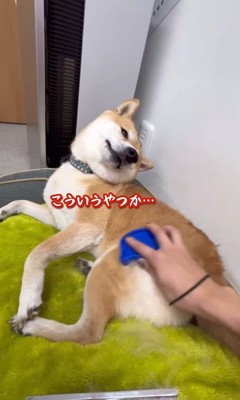 ブラッシング中のフクちゃん8