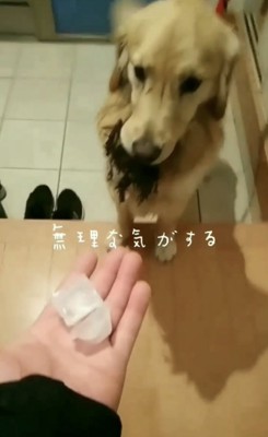 氷2個と犬
