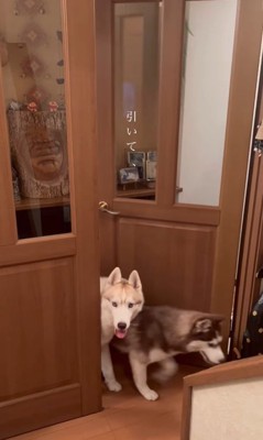 ドアを開けるシンプソンちゃん4