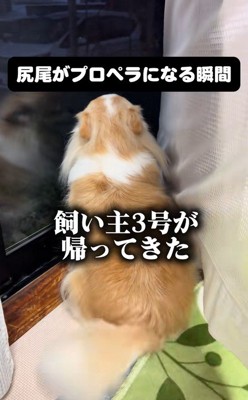 家族の帰宅を喜ぶひめちゃん