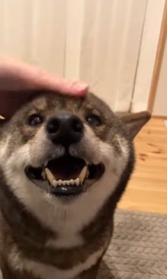 撫でられて笑顔の柴犬