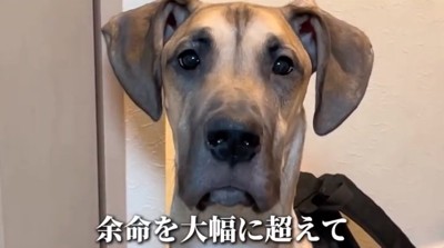 グレートデンのアップ