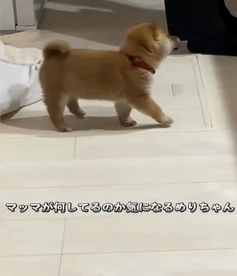 歩いてくる子犬