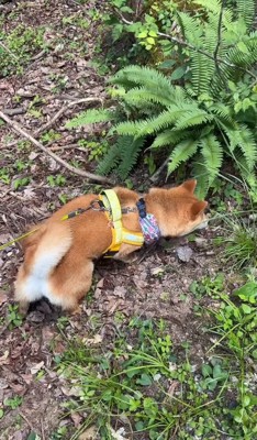 トカゲを探す犬