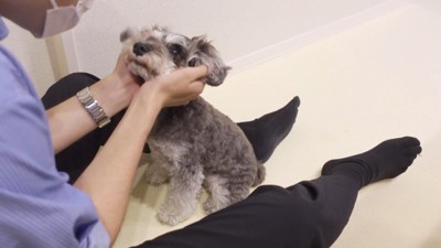 ティノちゃんとパパさんの再会8