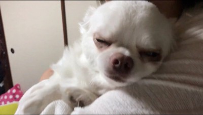 女性に抱きしめられて目を閉じる犬