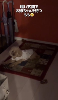 玄関のラグで伏せる犬