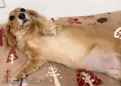 お腹を出してアピールする犬