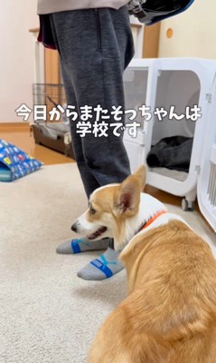 お兄ちゃんが学校に行った後のココちゃん&ナッツちゃん3