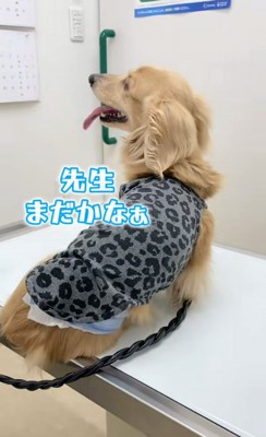 さらお君を病院に連れて行ったら6