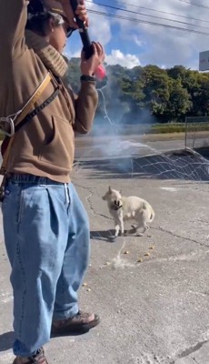 トラップから出たネットに包まれる犬