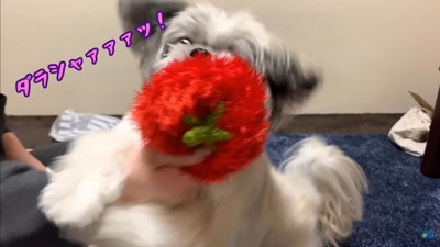 てんぽさんにおもちゃが届いたら9