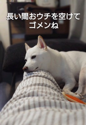 足にあごを乗せる犬