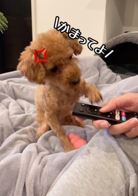 リモコンを攻撃する犬