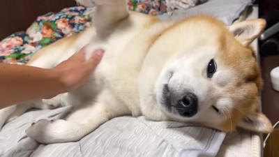 お腹ナデナデをご所望