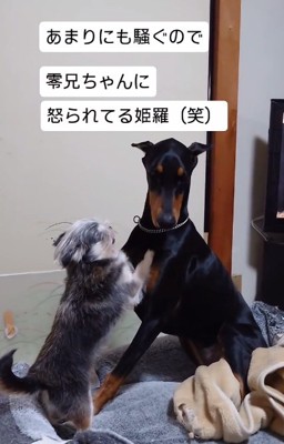 目を逸らす姫羅ちゃん