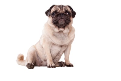 斜めに座っている犬