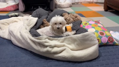 寝る前のいちごちゃん3