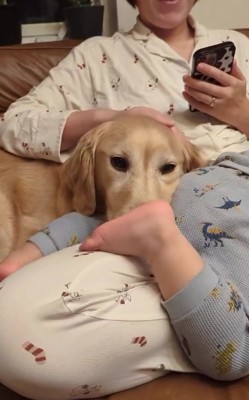 大型犬の鼻の前に子供の足