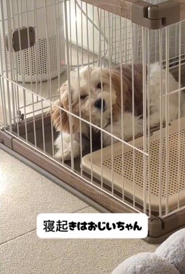 でんでん君の寝起きの顔2