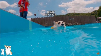 コーギーのスイミングスクール3