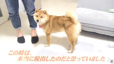 女性の足と柴犬