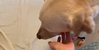 男の子を起こすバウくん2