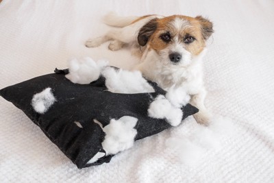 クッションを破く犬