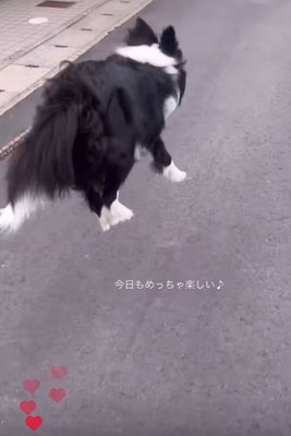 お散歩中のルナちゃん4