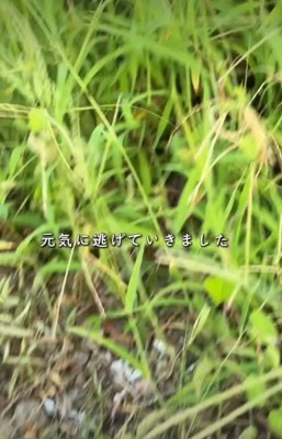 草むら