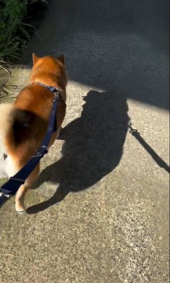 日陰で涼むやまと君2