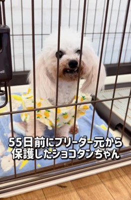 白いトイプードル