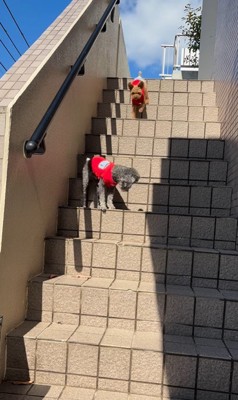 頑張って階段を下りるリロちゃん9