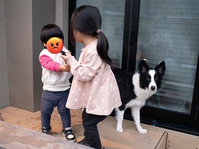 ボーダーコリー