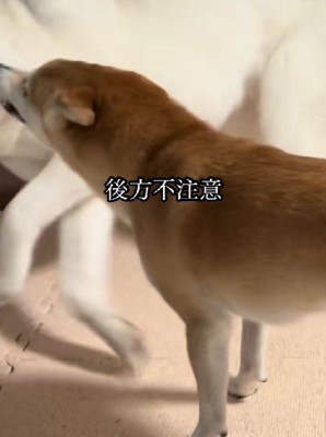 うっかり突撃しちゃった!