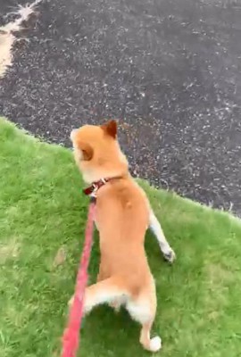 リードを引っ張るコロくん