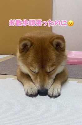 訴えるはなちゃん