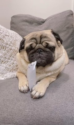 トイレットペーパーの芯を齧る春太くん5