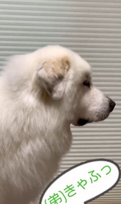 マハロくんと赤ちゃん5