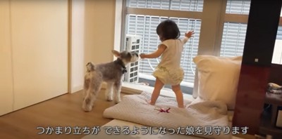 つかまり立ちをする幼い女の子とそばで見守るミニチュアシュナウザー