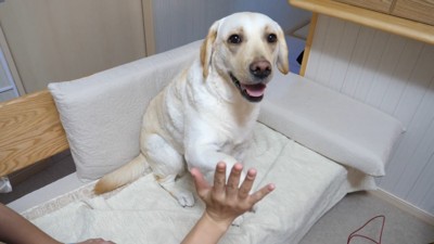 きなこちゃんにハイタッチを求めたら9