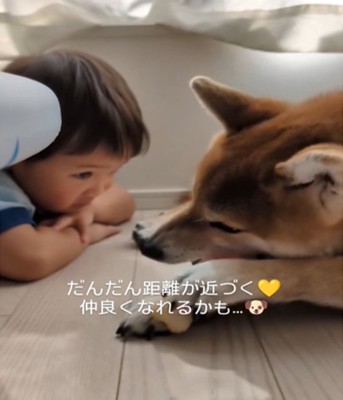 近くで犬を見る男の子1
