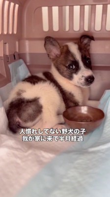 クレートの中に座る子犬