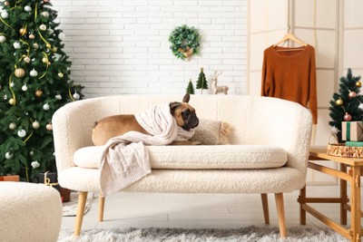 ソファの上でブランケットをかぶる犬