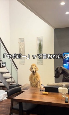 子どもに「ヤギだ」と言われたそう