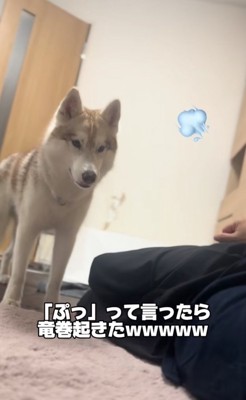 見つめるハスキー