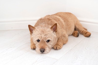 床に伏せている茶のテリア系の犬